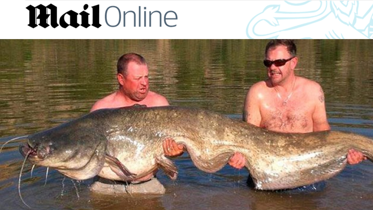 Mail Online: Angler reels in giant 185lb catfish