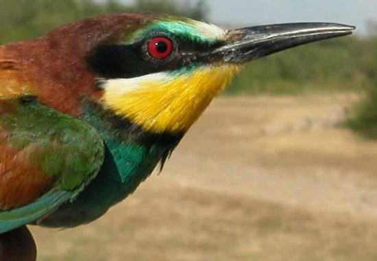 BEE-EATER
